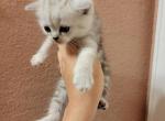 Handsome - Scottish Straight Kitten For Sale - 