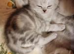 Handsome - Scottish Straight Kitten For Sale - Commerce City&comma; CO&comma; US