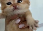 British golden and lilac chinchilla - British Shorthair Kitten For Sale - 