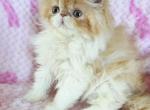 Blue Bow girl - Persian Kitten For Sale - Oklahoma City&comma; OK&comma; US