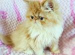 Pink Bow - Persian Kitten For Sale - Oklahoma City&comma; OK&comma; US