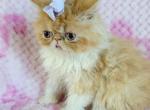 Purple Bow girl - Persian Kitten For Sale - Oklahoma City&comma; OK&comma; US