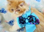Red Bicolor Boy - Persian Kitten For Sale - Oklahoma City&comma; OK&comma; US