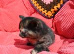 Cocoa - Domestic Kitten For Sale - 