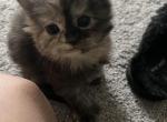 Cabbys kittens - Maine Coon Kitten For Sale - 