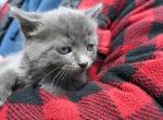 Smokey - Domestic Kitten For Sale - Agawam&comma; MA&comma; US