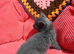 Smokey - Domestic Kitten For Sale - 