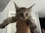 Satsuma - Maine Coon Kitten For Sale - Hollywood&comma; FL&comma; US
