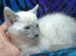 Lilac Point Siamese Kitten - Siamese Kitten For Sale - Robertsdale&comma; AL&comma; US