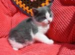 Cookie - Domestic Kitten For Sale - Agawam&comma; MA&comma; US