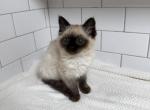 Cuddling - Siamese Kitten For Sale - Battle Ground&comma; WA&comma; US