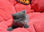 Bella - Domestic Kitten For Sale - Agawam&comma; MA&comma; US