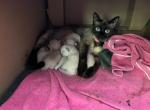 Pip Spring '26 - Siamese Kitten For Sale - Winder&comma; GA&comma; US