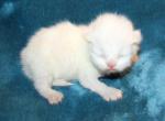 CFA White Female Persian Kitten red collar - Persian Kitten For Sale - Stanton&comma; MO&comma; US