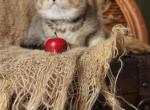 Fantasia - Scottish Straight Kitten For Sale - North Richland Hills&comma; TX&comma; US