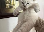Tiger - Ragdoll Kitten For Sale - San Diego&comma; CA&comma; US