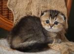 Cooper - Scottish Fold Kitten For Sale - North Richland Hills&comma; TX&comma; US