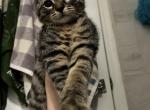 Penelope - American Shorthair Kitten For Adoption - Wilkes Barre&comma; PA&comma; US
