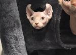 Prada - Sphynx Kitten For Sale - Englewood&comma; CO&comma; US