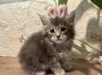 Aggies loves - Maine Coon Kitten For Sale - Yakima&comma; WA&comma; US