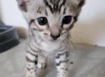 Green Collar Silver Male - Bengal Kitten For Sale - Bradner&comma; OH&comma; US