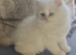 Olaf - Himalayan Kitten For Sale - Glenwood&comma; NJ&comma; US