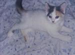 Sweetpea - Domestic Kitten For Adoption - Phila&comma; PA&comma; US