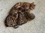 Cheeto's litter - Bengal Kitten For Sale - Auburn&comma; WA&comma; US