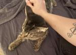 Gracie - Manx Cat For Sale - Deltona&comma; FL&comma; US