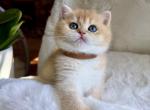 Plushie - British Shorthair Kitten For Sale - Vancouver&comma; WA&comma; US