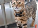 Simba - Bengal Cat For Sale - Newhall&comma; CA&comma; US