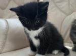 Leo - Domestic Kitten For Sale - MA&comma; US