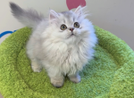 Jaden - Minuet Kitten For Sale - San Jose&comma; CA&comma; US