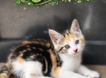 Clover AKA Taz - Domestic Kitten For Adoption - Fort Pierce&comma; FL&comma; US