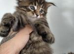 2 Large Maine coon male triplets - Maine Coon Kitten For Sale - 