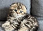 Scottish fold and straight Gingers litter - Scottish Fold Kitten For Sale - Woodland Park&comma; CO&comma; US