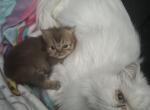 Chocolate super short munchkin - Minuet Kitten For Sale - 