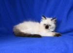 Lively & Goku - Ragdoll Kitten For Sale - WI&comma; US