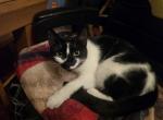 Minnie - Domestic Kitten For Adoption - Shippensburg&comma; PA&comma; US