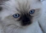 Taco - Ragdoll Kitten For Sale - Scottsdale&comma; AZ&comma; US