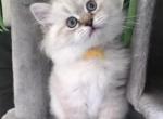 Moorchik - Siberian Kitten For Adoption - Venice&comma; FL&comma; US