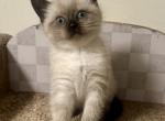 Blinky - Scottish Straight Kitten For Sale - Redding&comma; CA&comma; US