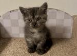 Herman - Munchkin Kitten For Sale - Redding&comma; CA&comma; US