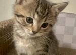Moose - Scottish Straight Kitten For Sale - Redding&comma; CA&comma; US