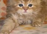 Burnt orange - Domestic Kitten For Sale - Fitchburg&comma; MA&comma; US