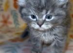 Ash - Domestic Kitten For Sale - Fitchburg&comma; MA&comma; US