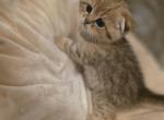 Miso - Scottish Fold Kitten For Sale - Naperville&comma; IL&comma; US