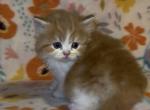 Orange white - Domestic Kitten For Sale - Fitchburg&comma; MA&comma; US