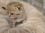 Miso - Scottish Fold Kitten For Sale - 