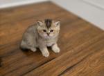 Molly - Scottish Straight Kitten For Sale - Naperville&comma; IL&comma; US